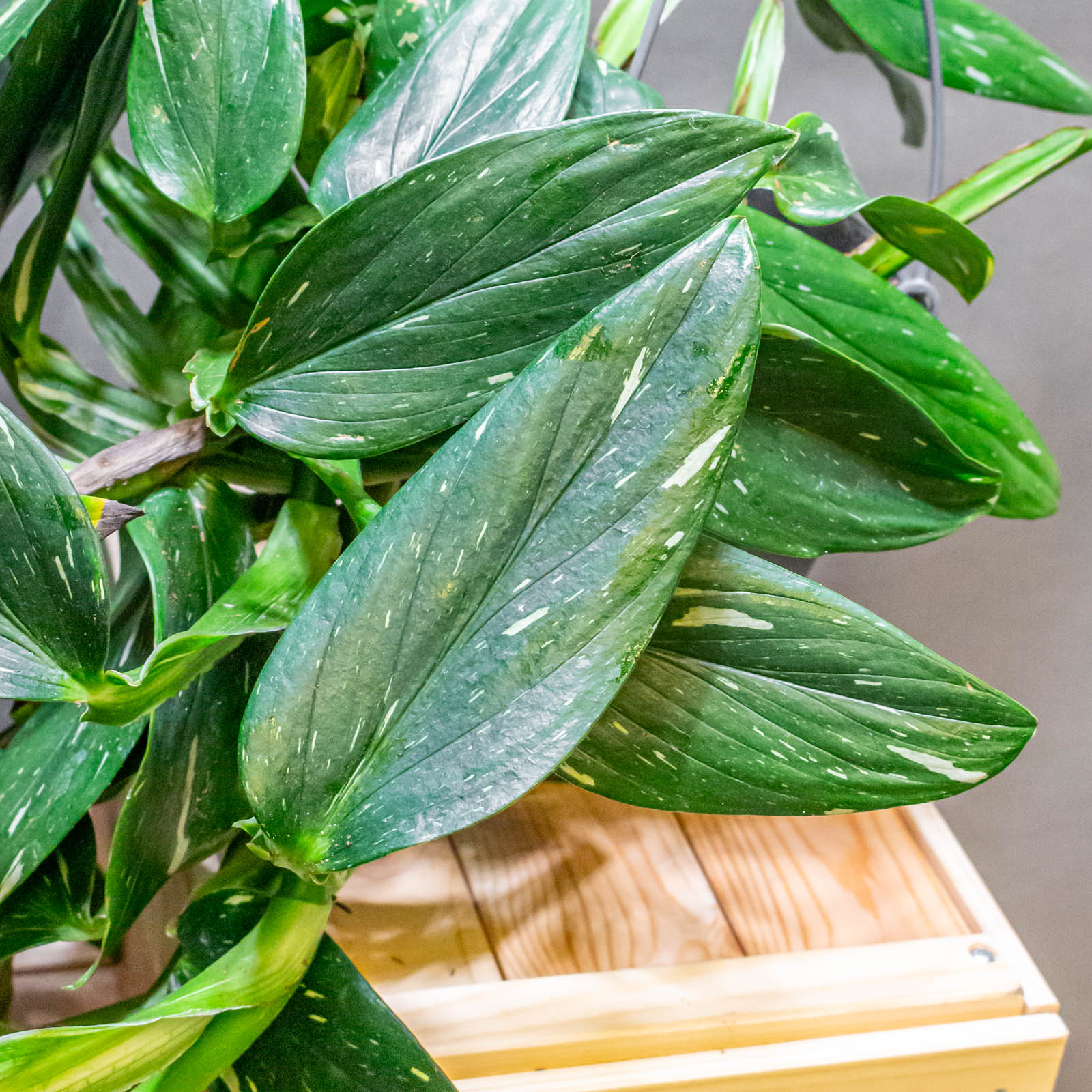 Philodendron Cobra 19cm Philodendron Cobra 19cm