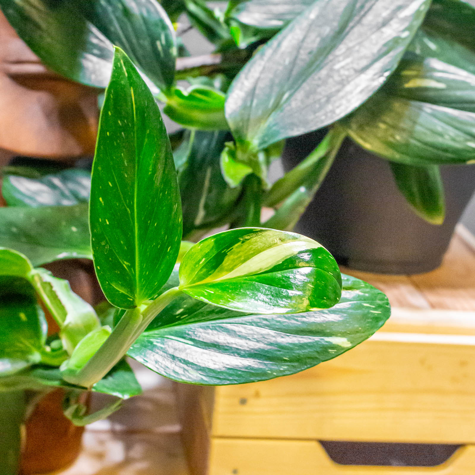 Philodendron Cobra 19cm Philodendron Cobra 19cm