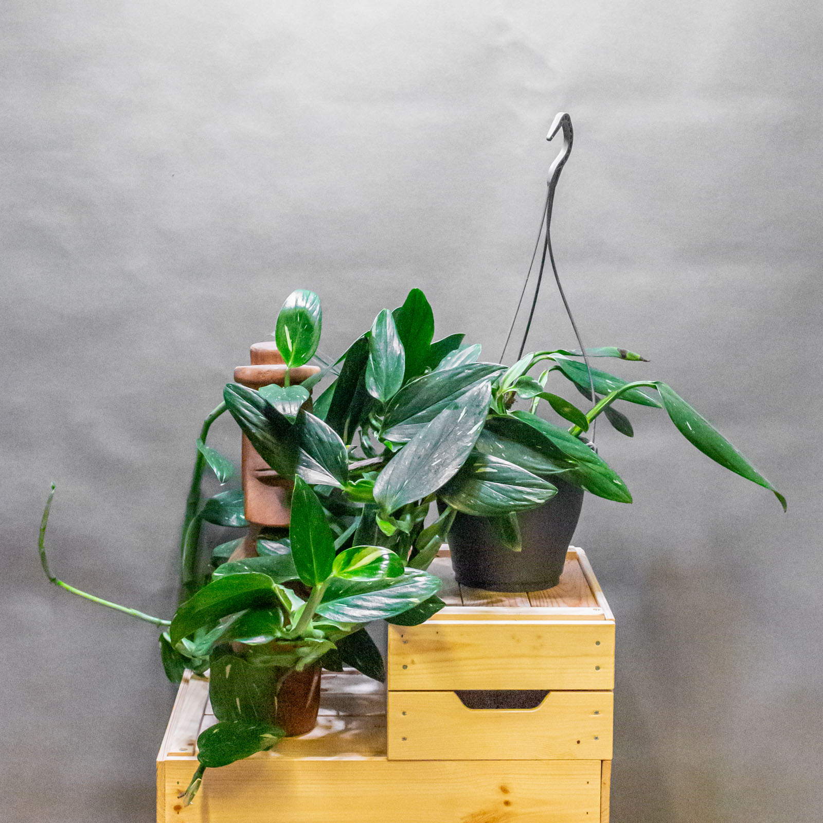 Philodendron Cobra 19cm Philodendron Cobra 19cm