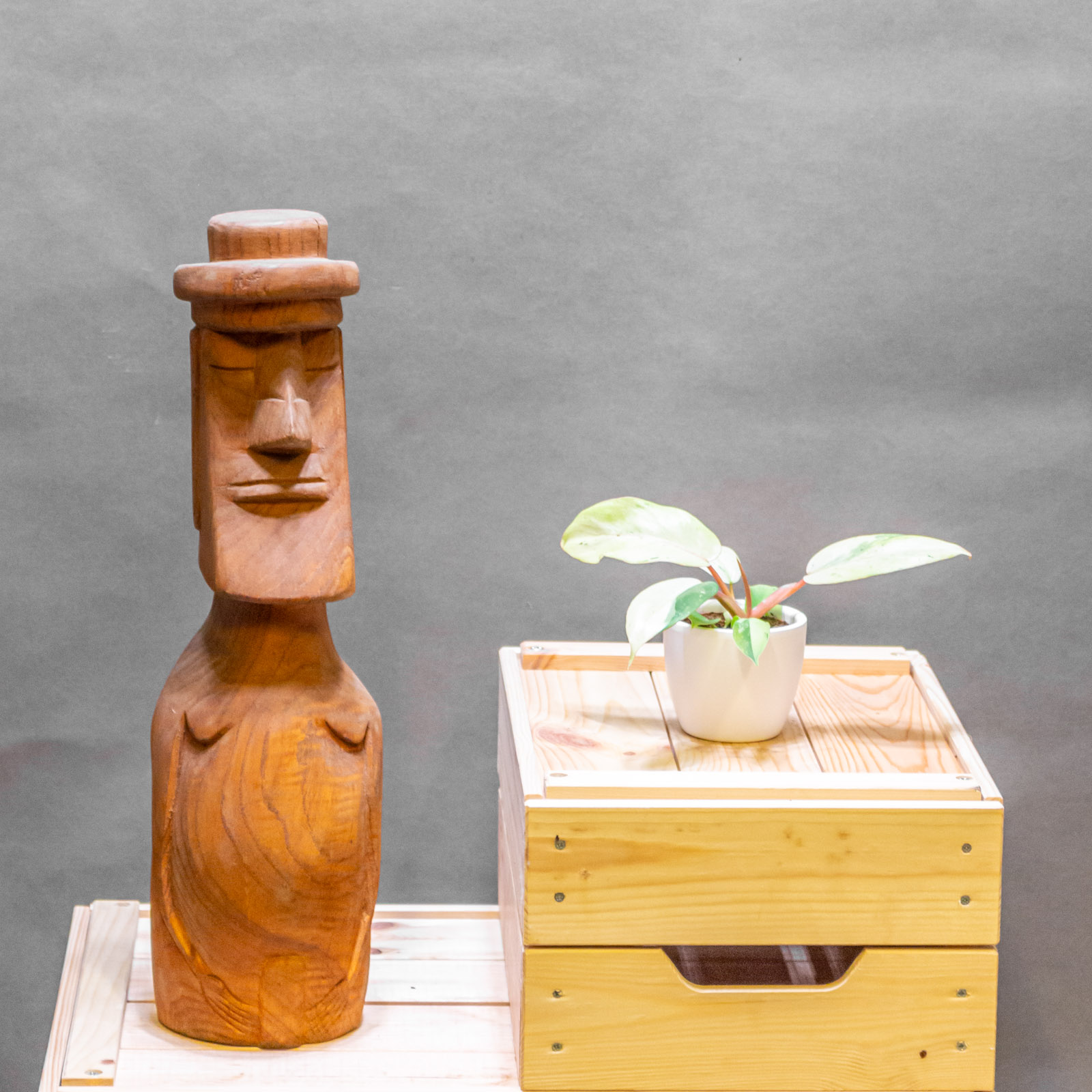 Philodendron Snowdrift 6cm