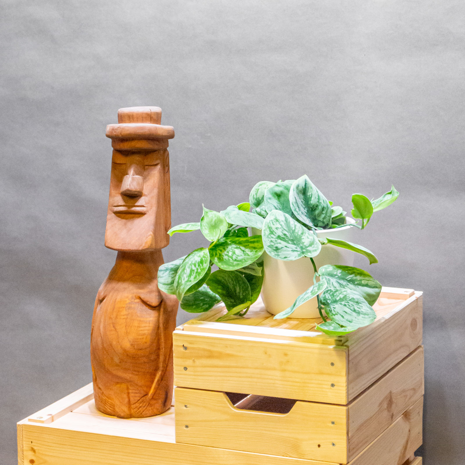 Scindapsus Nangga Senai 12cm