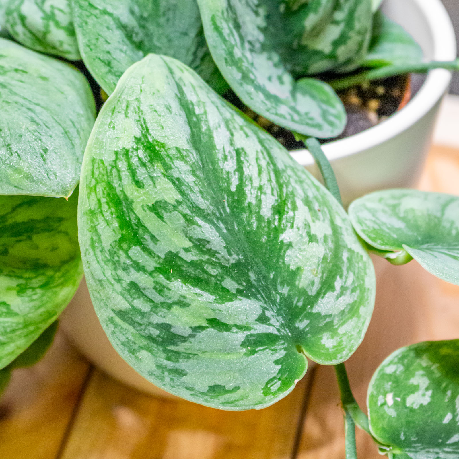 Scindapsus Nangga Senai 12cm