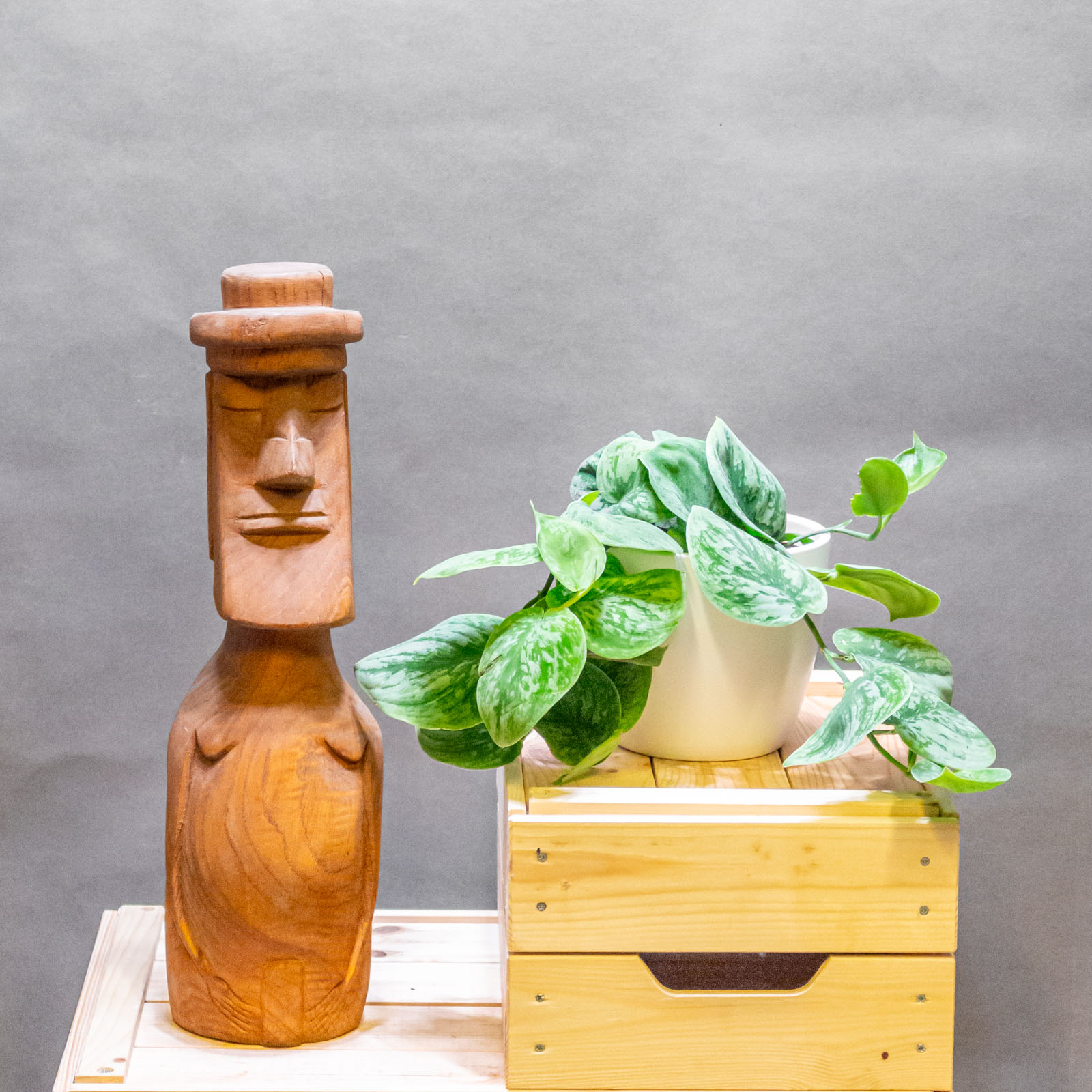 Scindapsus Nangga Senai 12cm