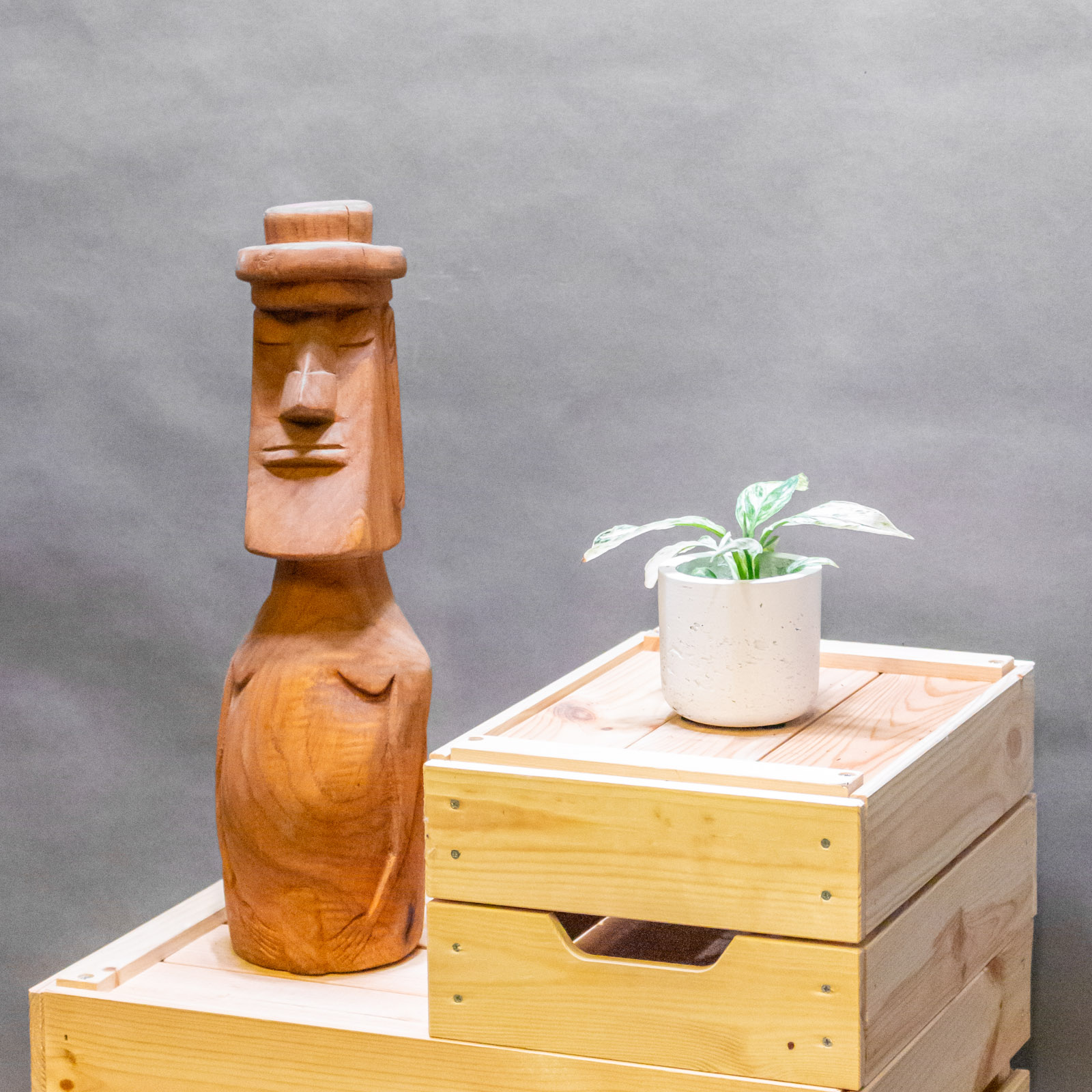 Spathiphyllum Sensation Variegated 6cm Spathiphyllum Sensation Variegated 6cm