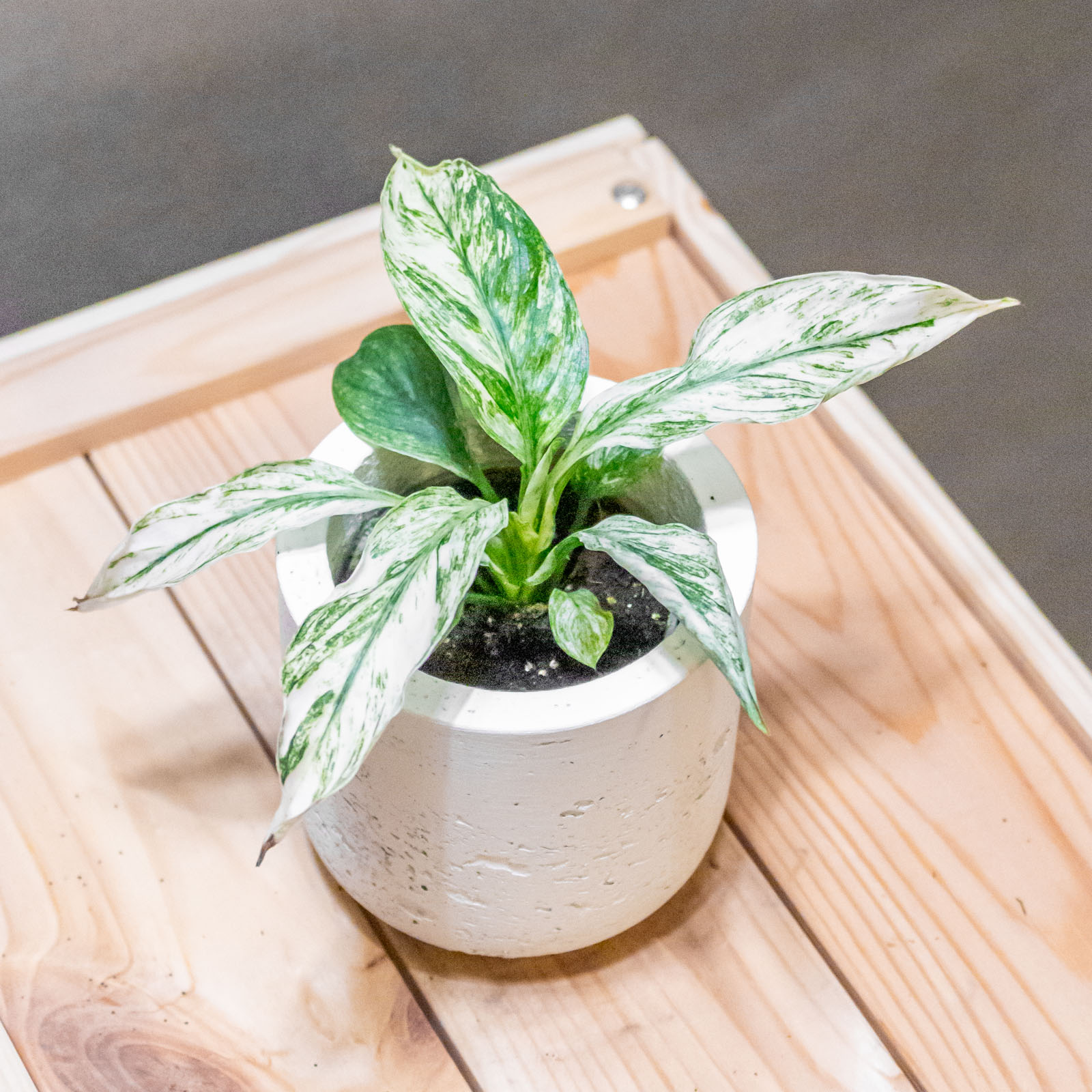 Spathiphyllum Sensation Variegated 6cm Spathiphyllum Sensation Variegated 6cm