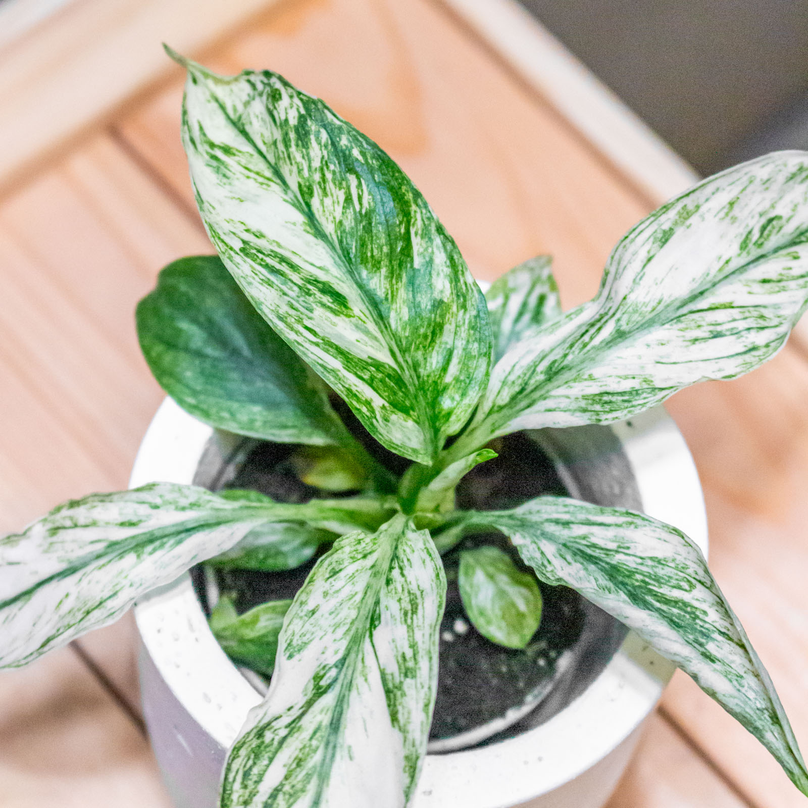 Spathiphyllum Sensation Variegated 6cm Spathiphyllum Sensation Variegated 6cm