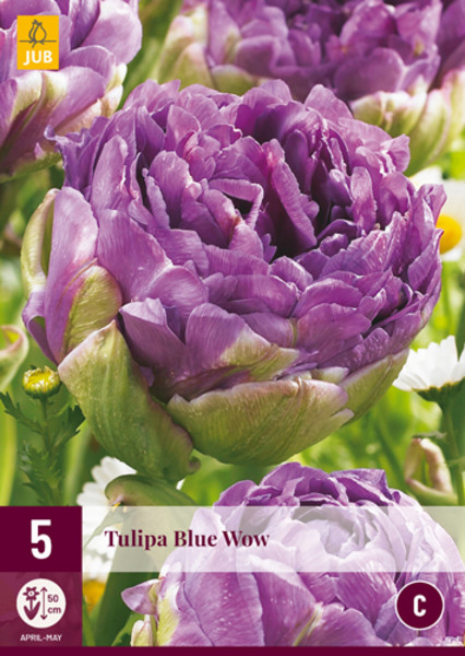 Tulipán Blue Now