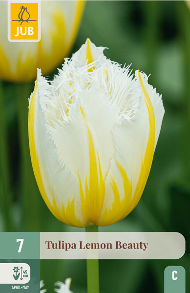 Tulipán Lemon Beauty
