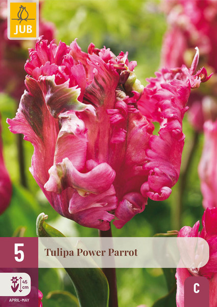 Tulipán Power Parrot