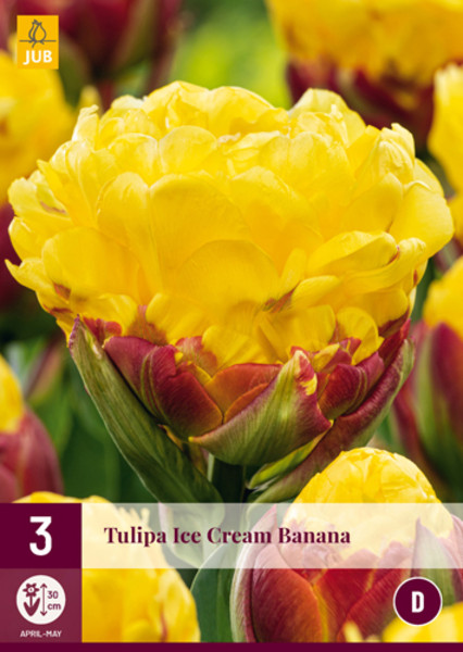 Tulipán Ice Cream Banana