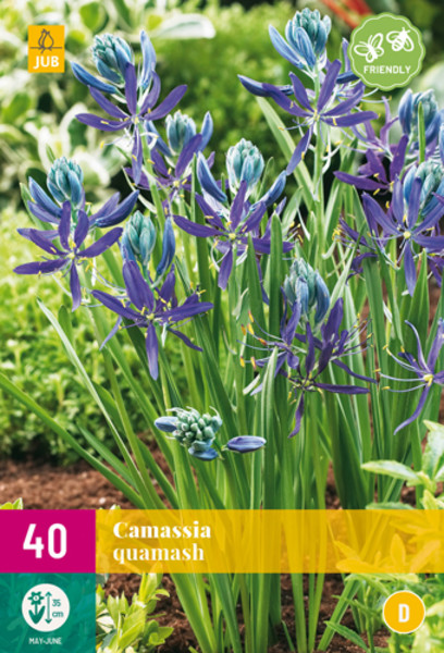 Camassia Quamash