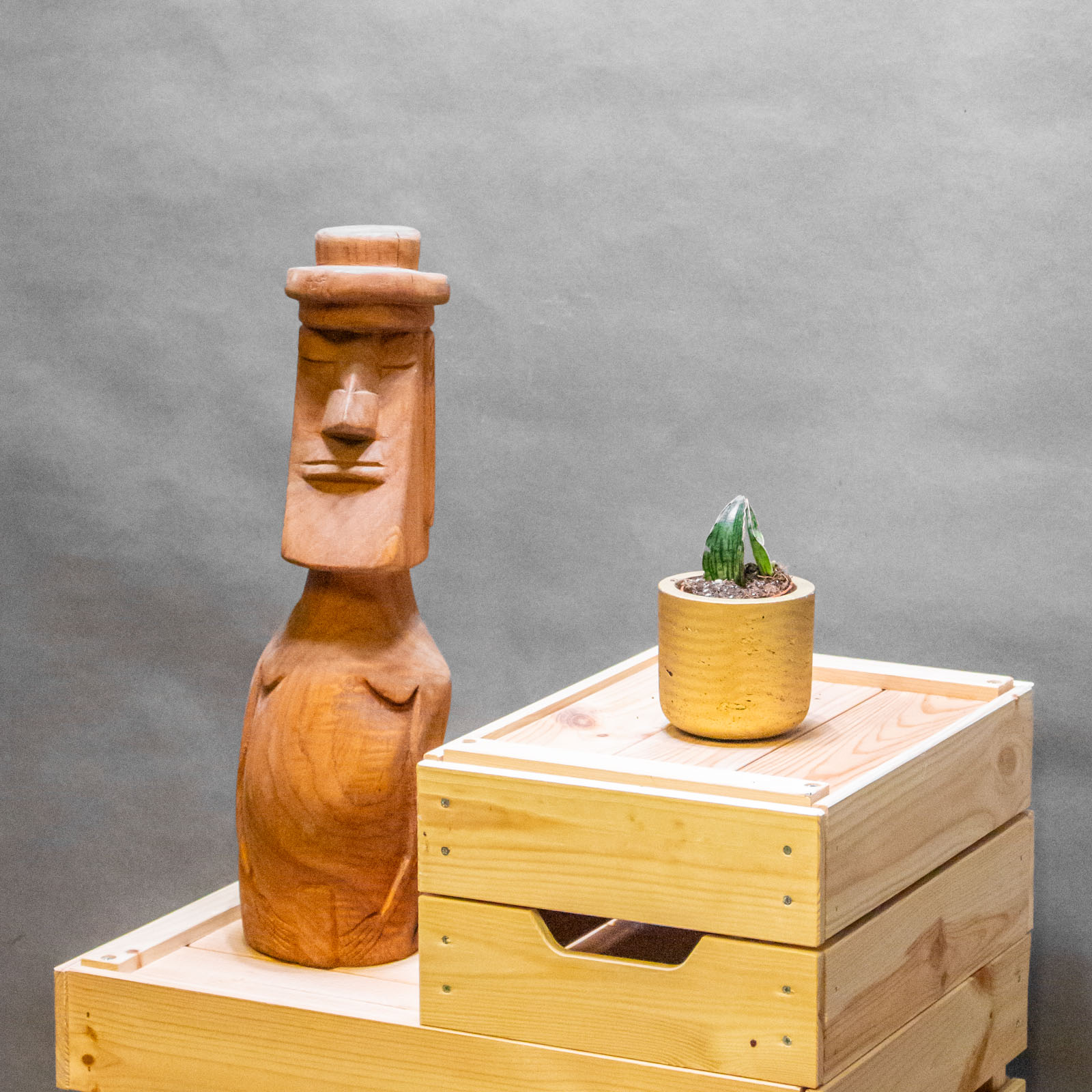 Sansevieria Cleopatra 6cm