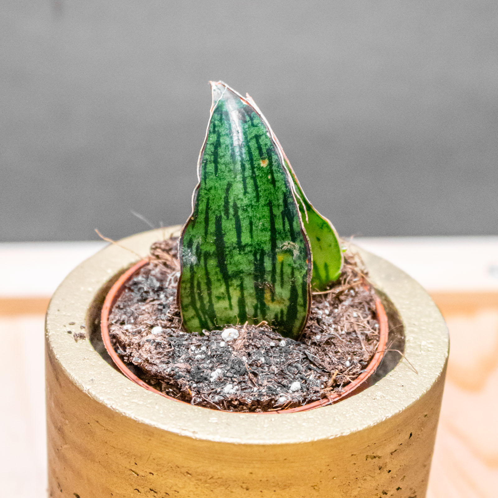 Sansevieria Cleopatra 6cm