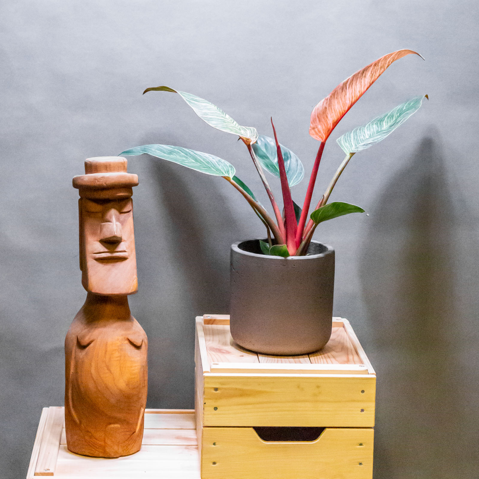 Philodendron Birkin Pink 12cm