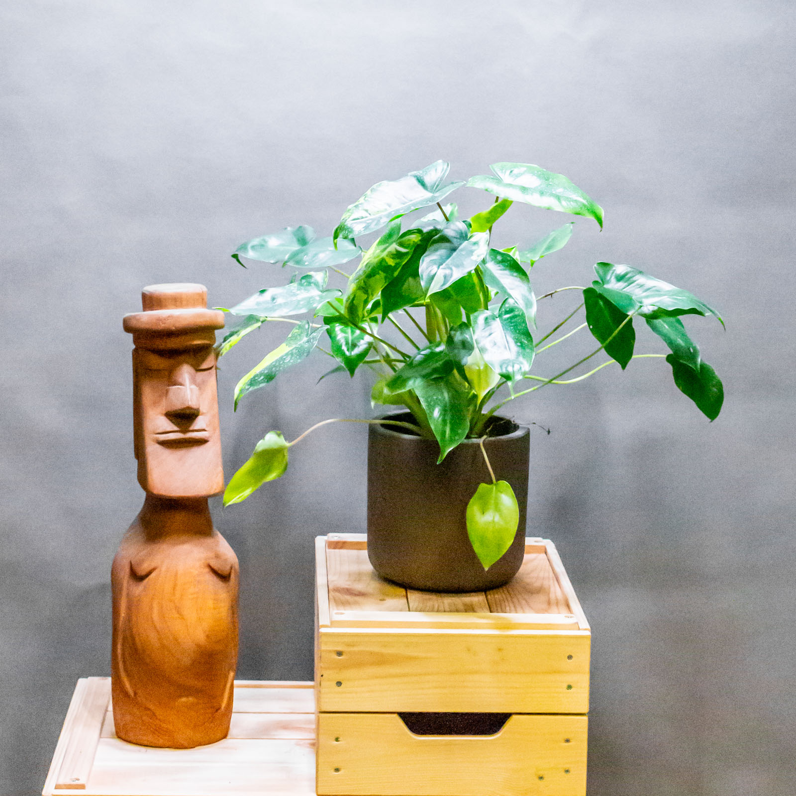 Philodendron Burle Marx Variegata 12cm