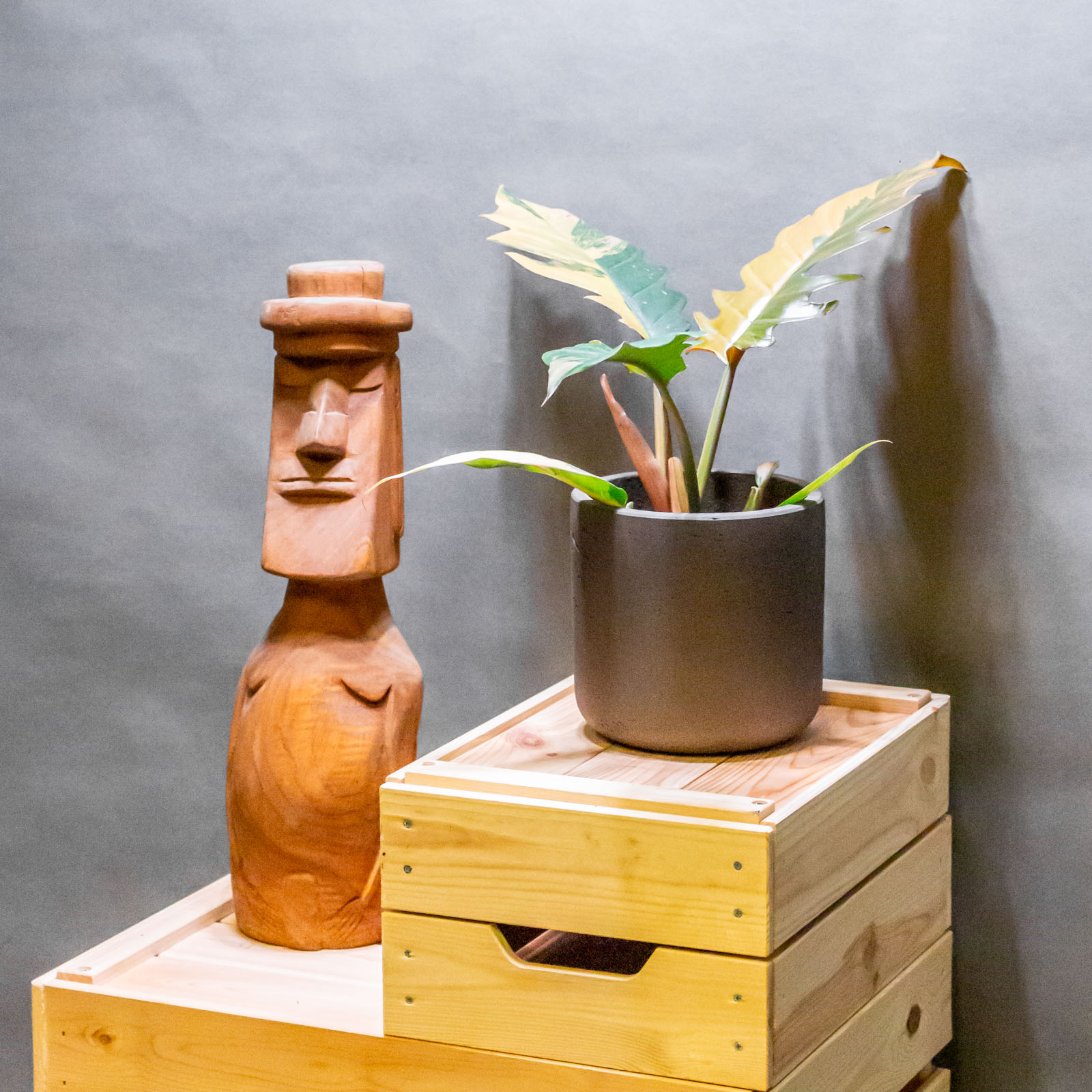 Philodendron Caramel Marble 12cm