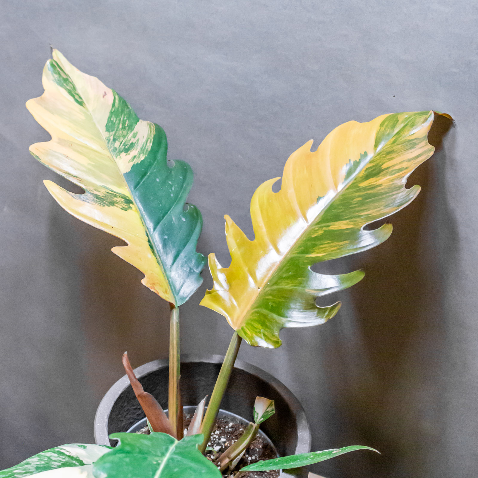 Philodendron Caramel Marble 12cm