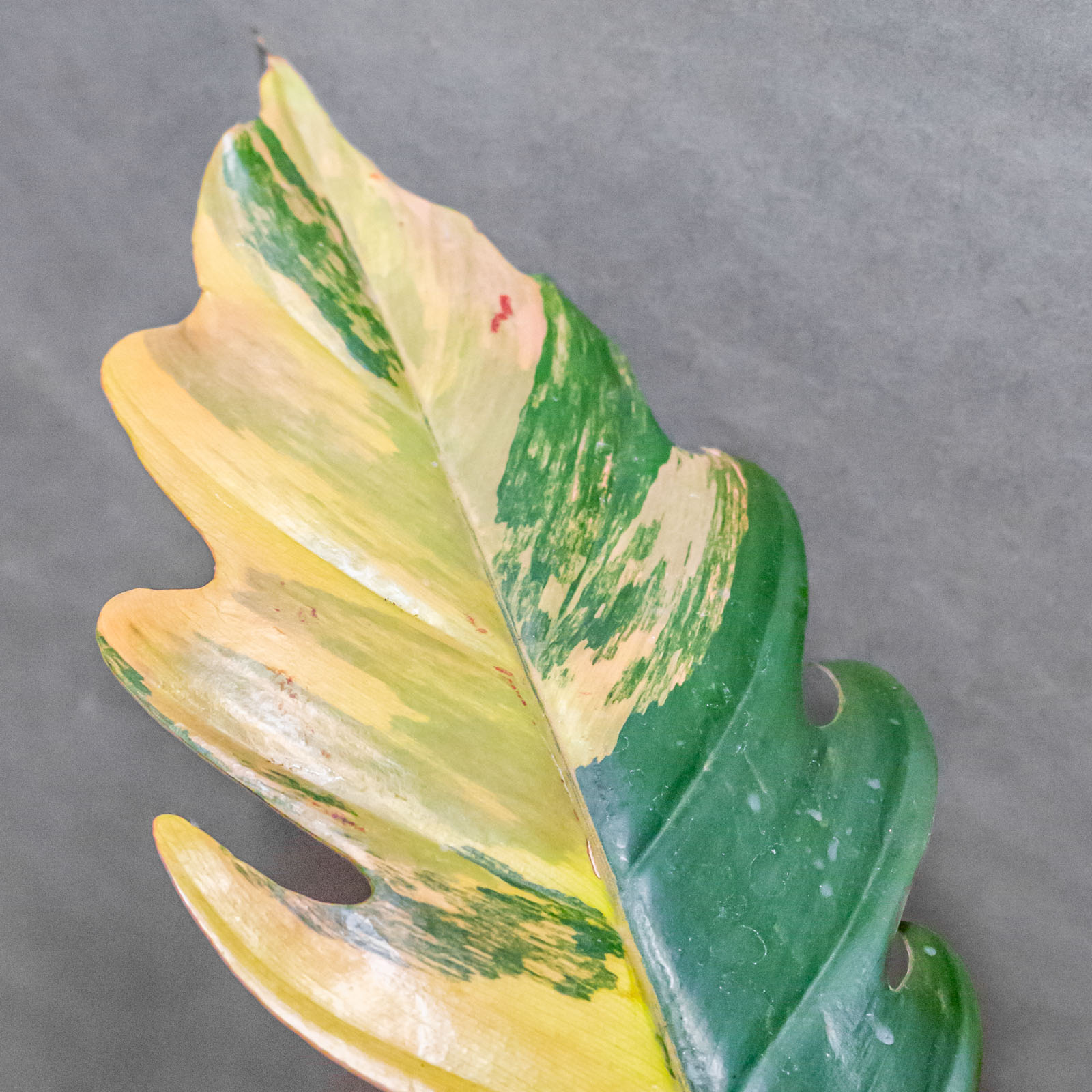 Philodendron Caramel Marble 12cm