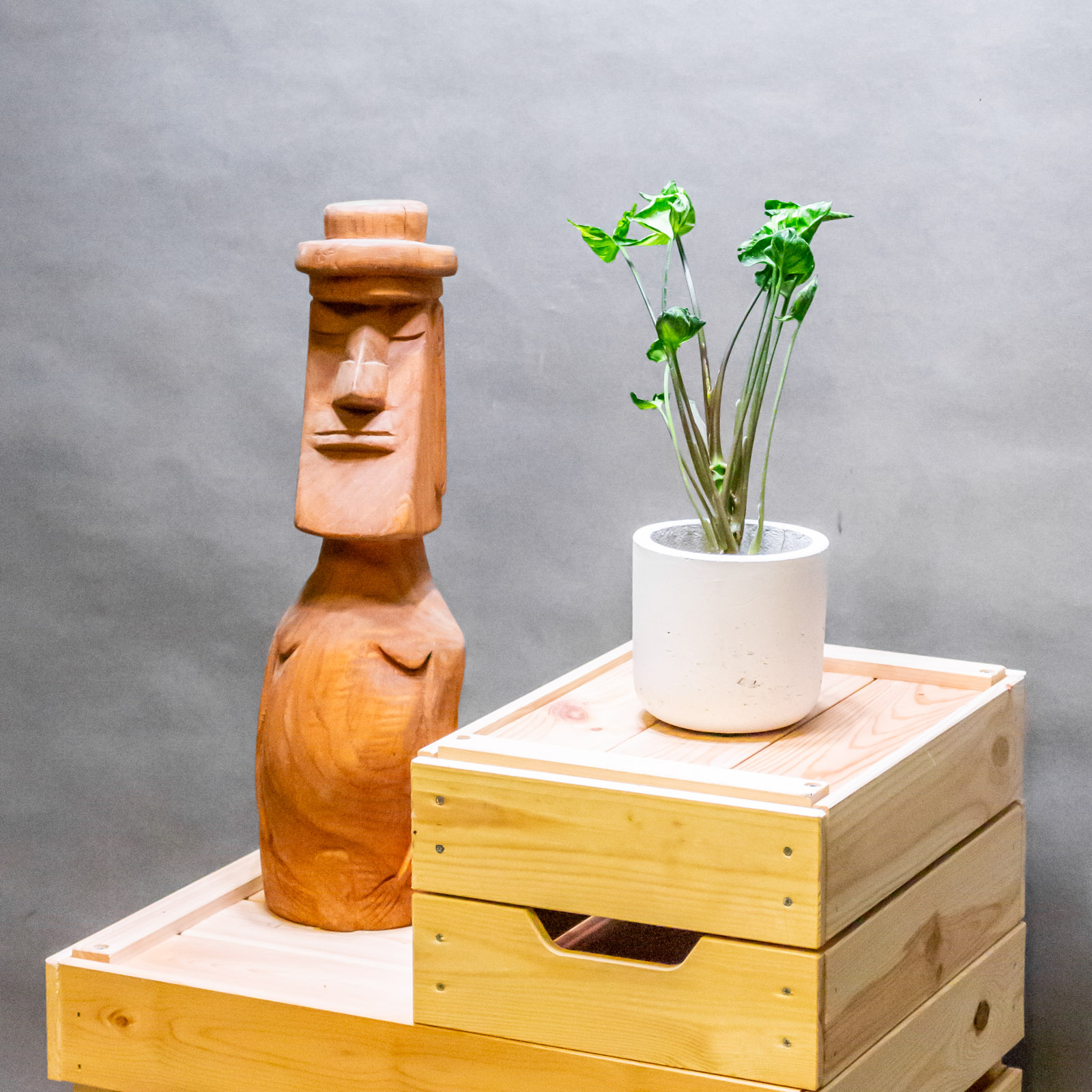 Syngonium Godzilla 8cm