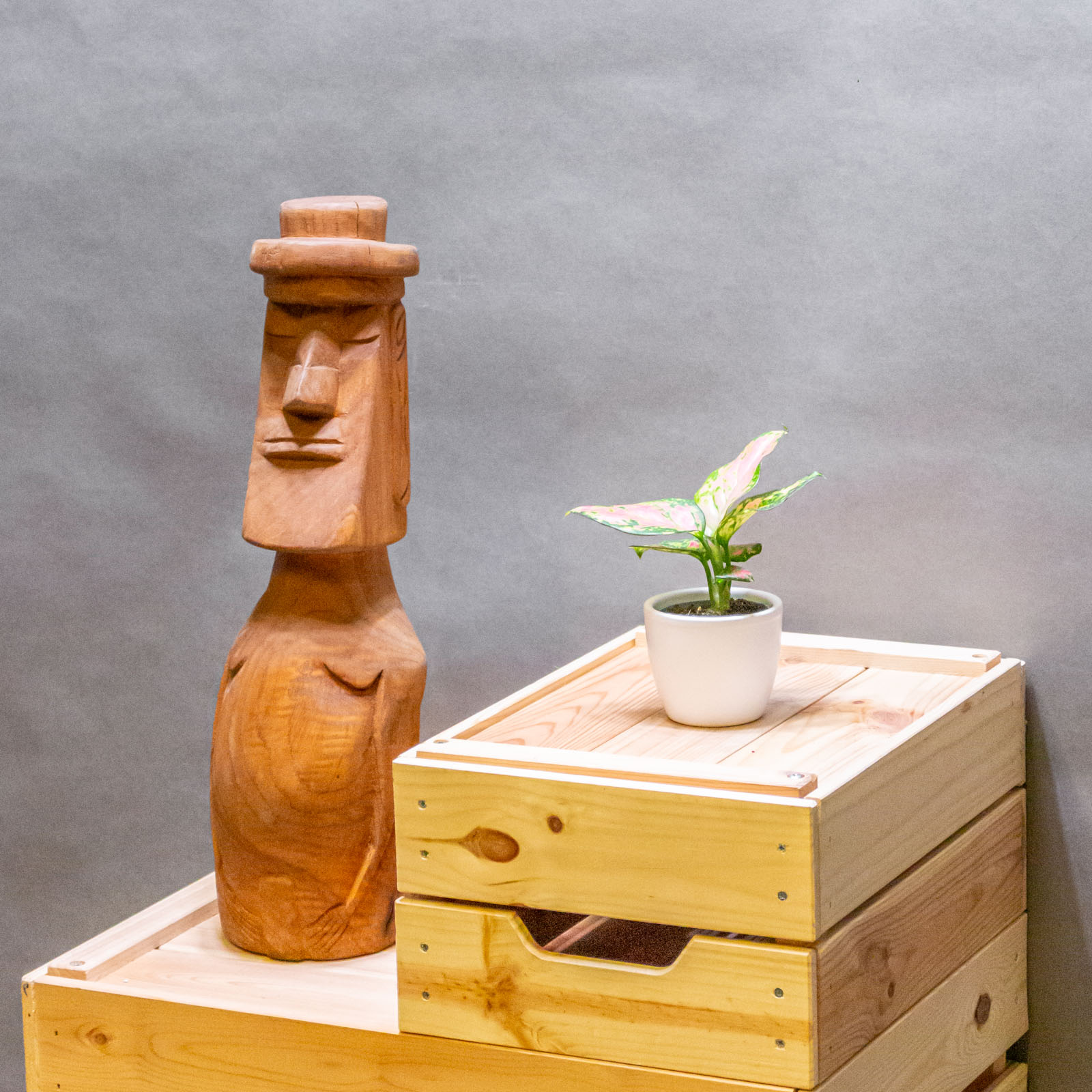 Aglaonema Red Valentine 6cm