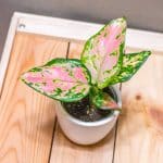 Aglaonema Red Valentine 6cm