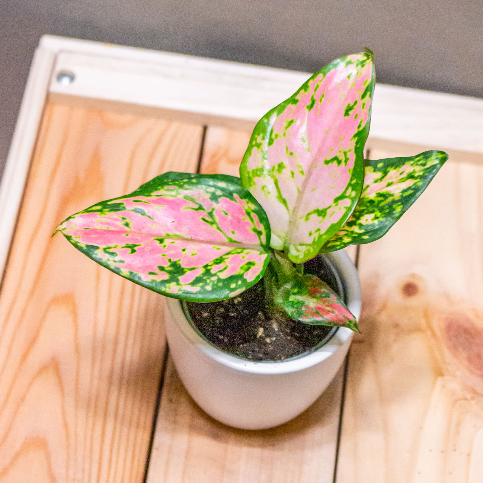 Aglaonema Red Valentine 6cm