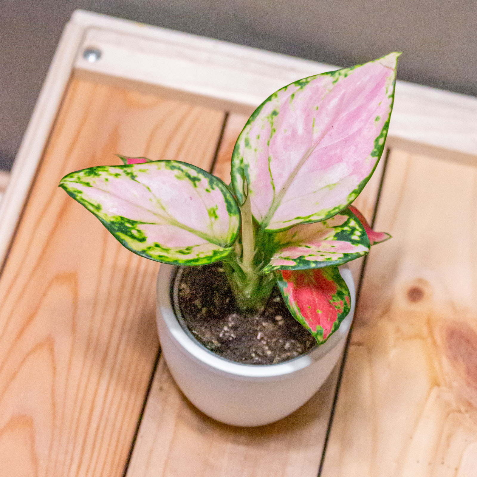 Aglaonema Rich Red 6cm