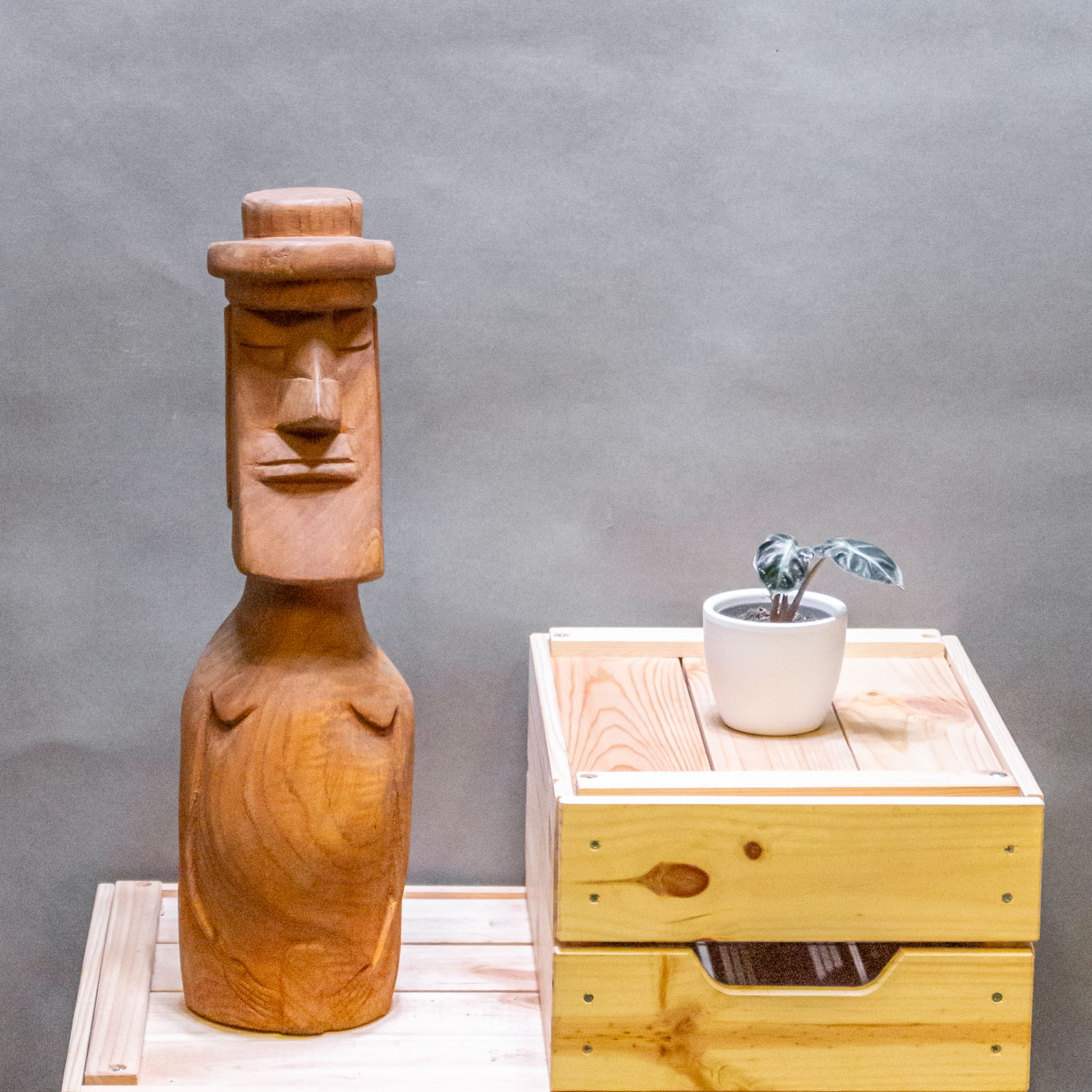 Alocasia Balloon Heart 6cm