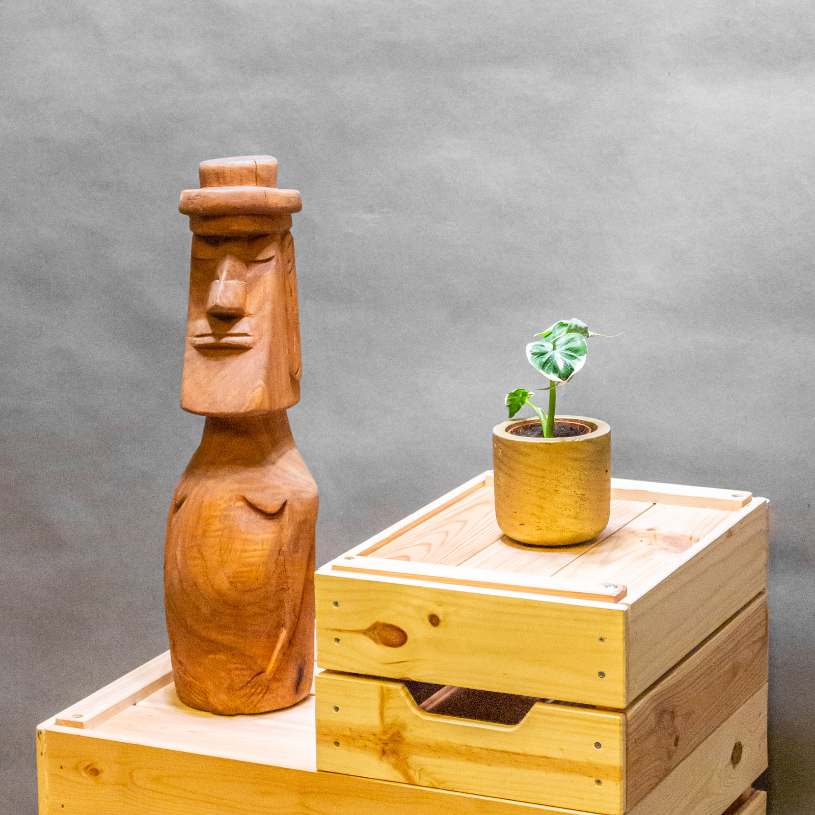 Alocasia Mickey Mouse 6cm