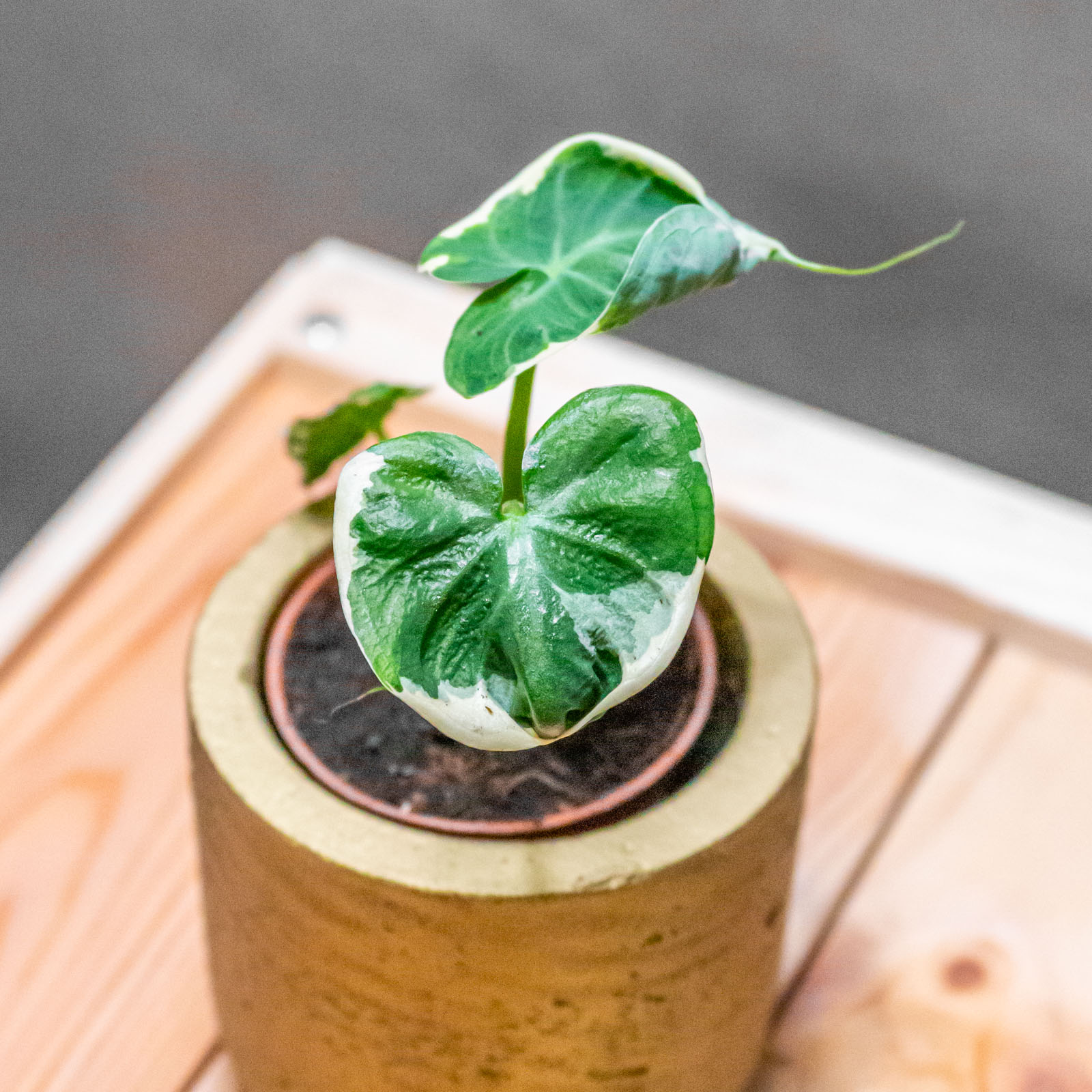 Alocasia Mickey Mouse 6cm
