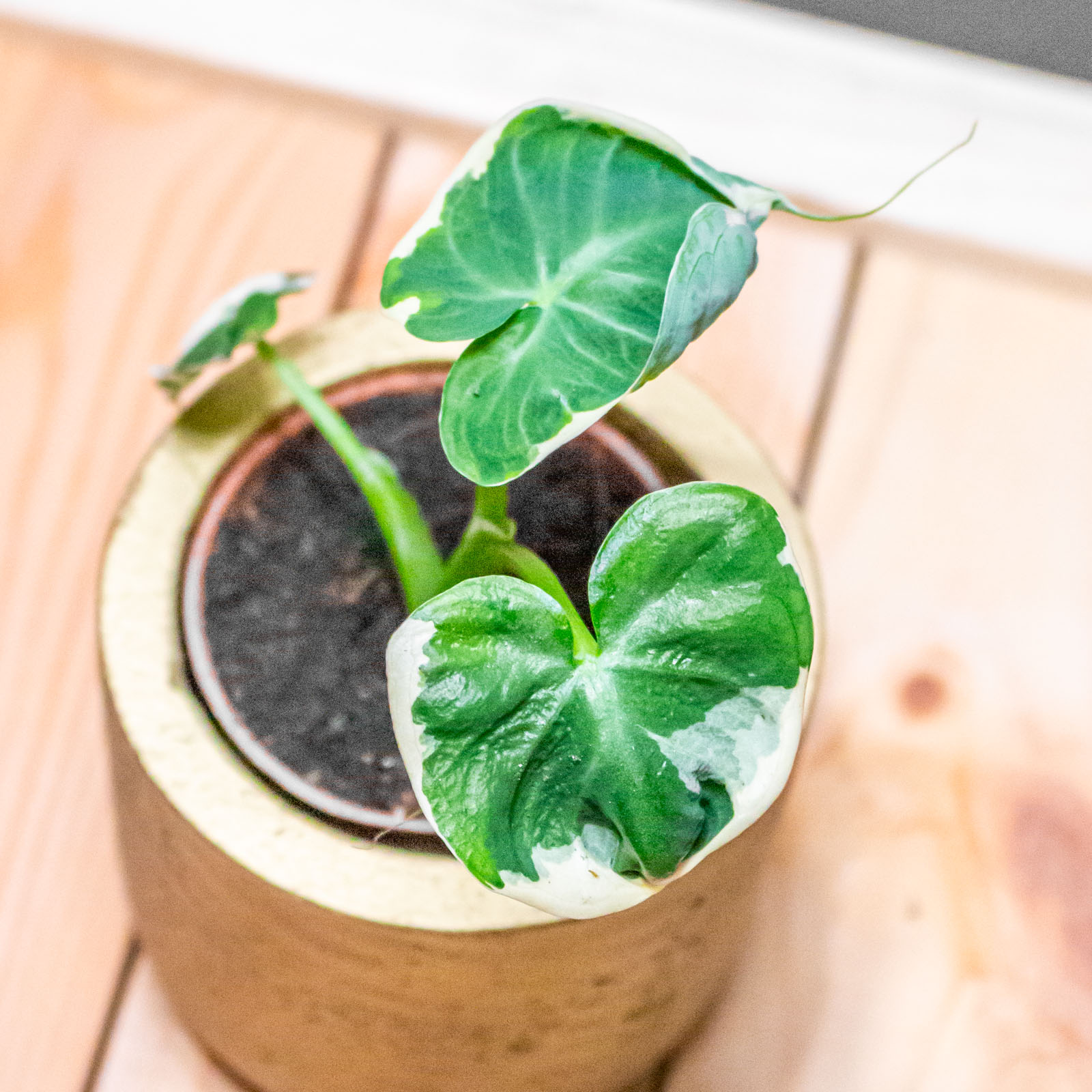 Alocasia Mickey Mouse 6cm