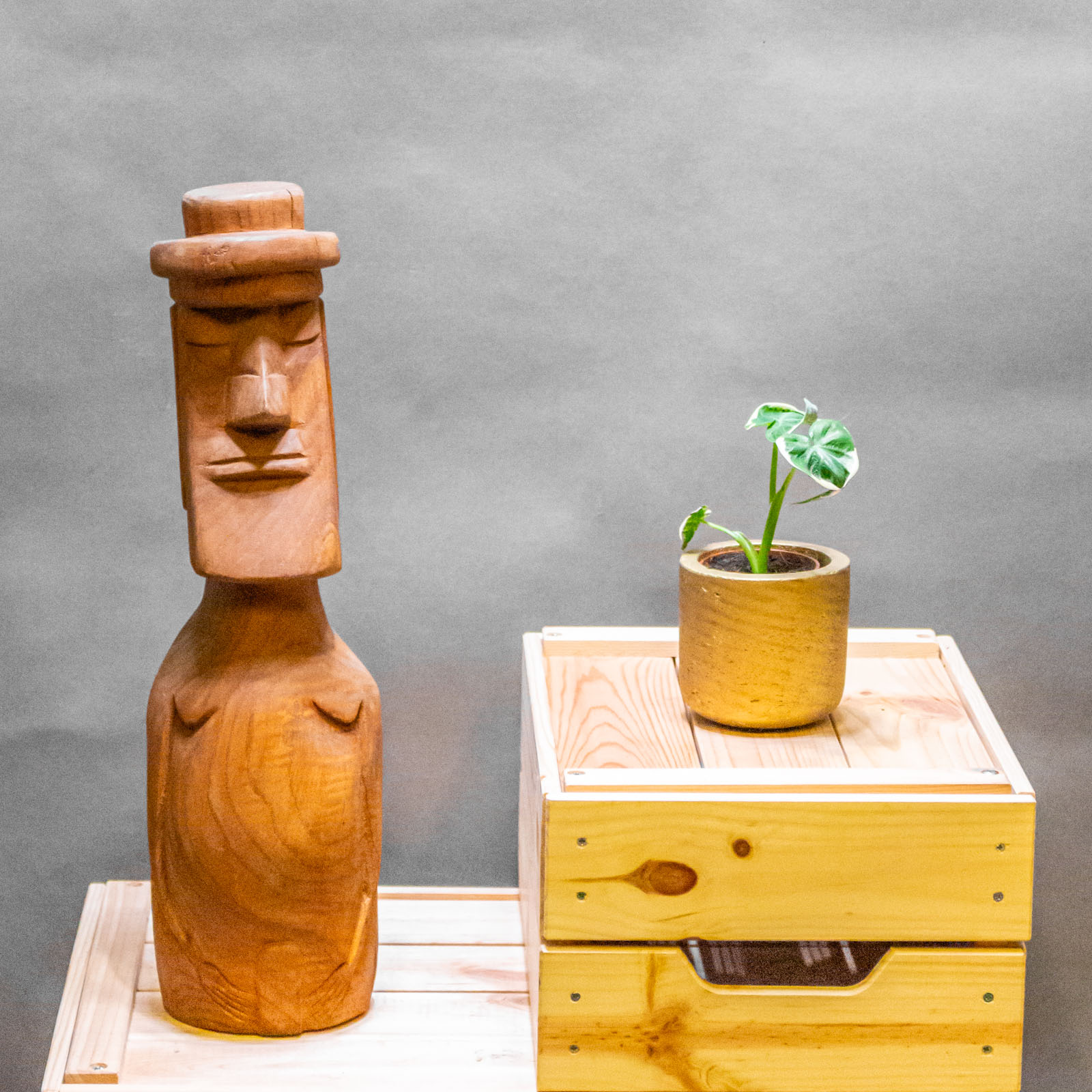 Alocasia Mickey Mouse 6cm