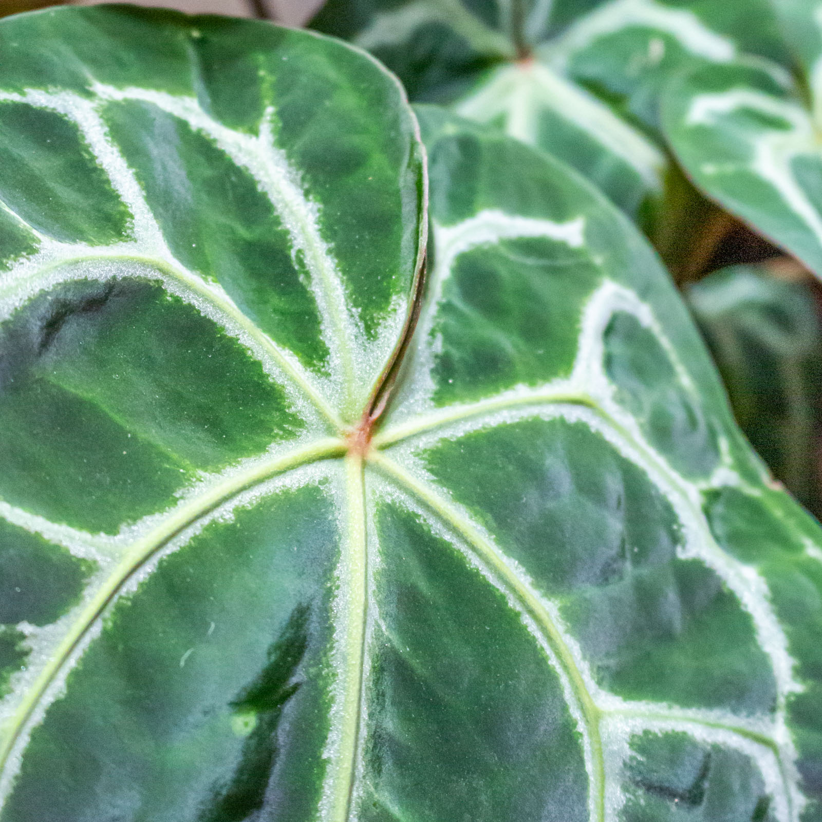 Anthurium DocBlock Michelle® 17cm