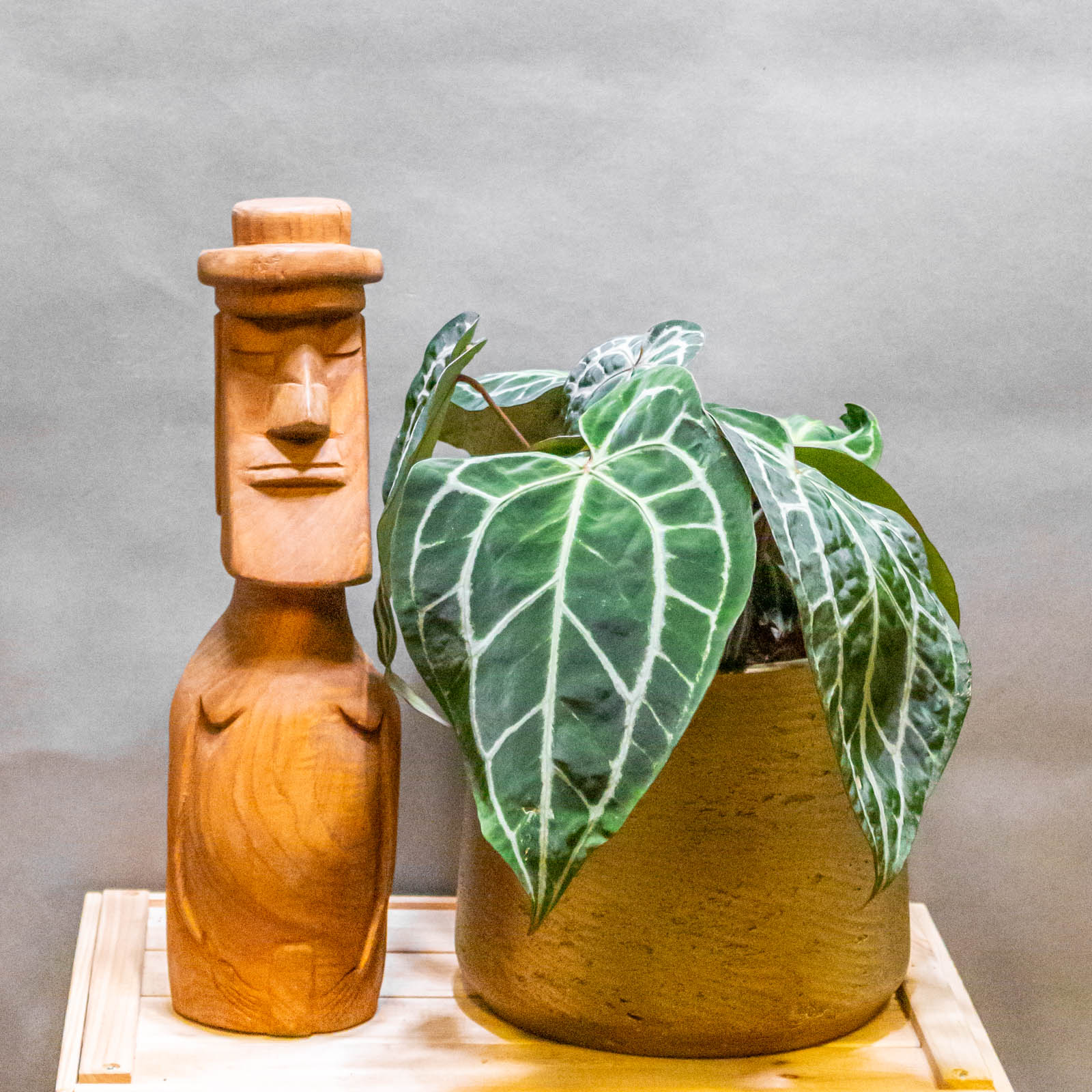 Anthurium DocBlock Michelle® 17cm