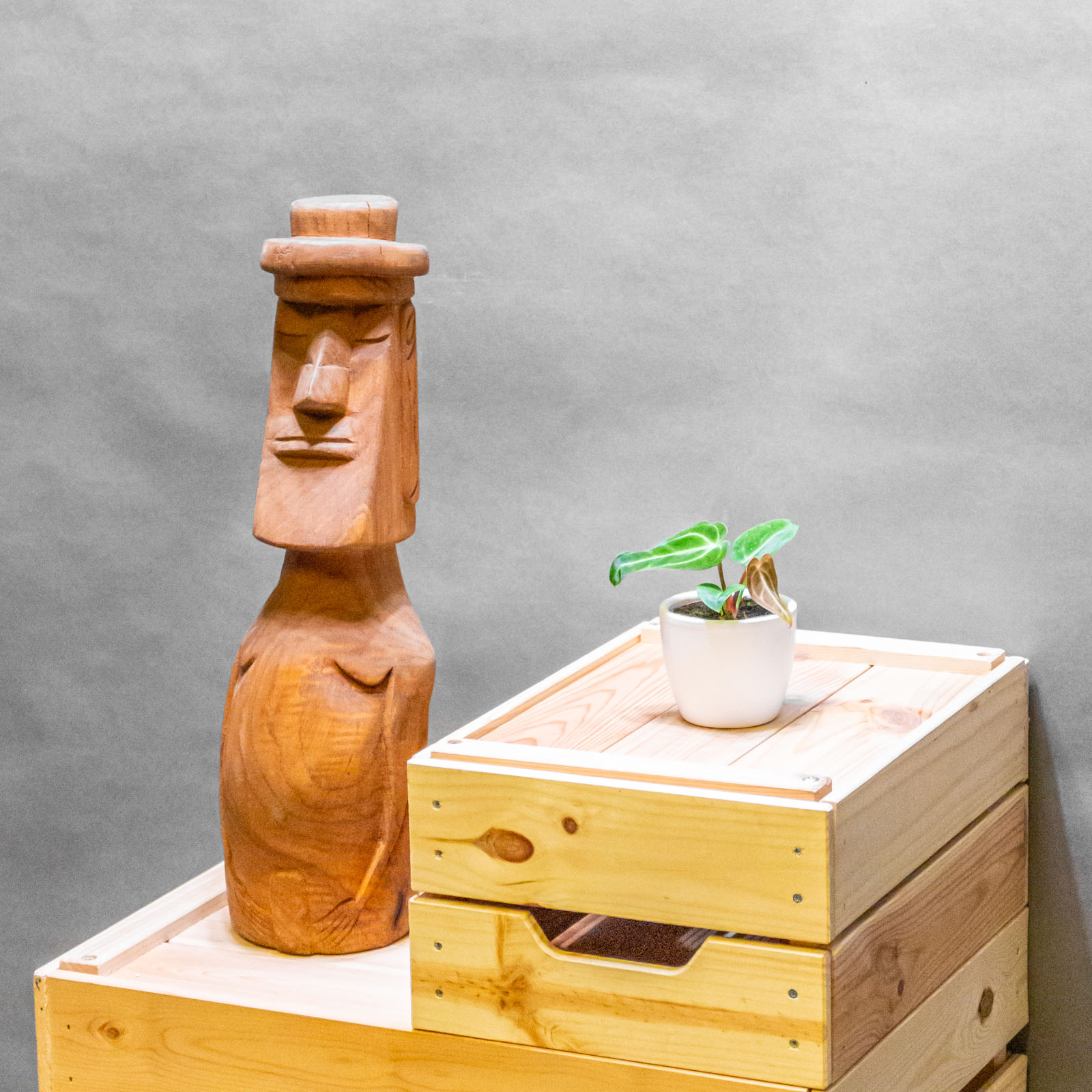 Anthurium Regale 6cm