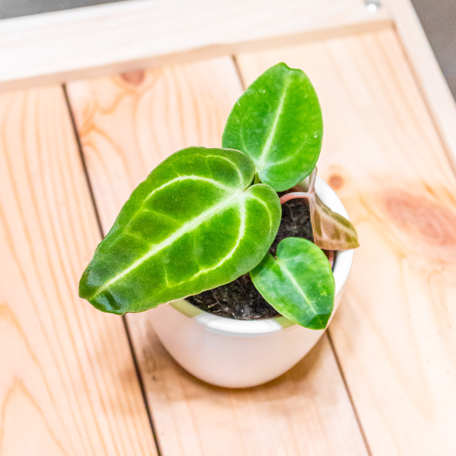 Anthurium Regale 6cm