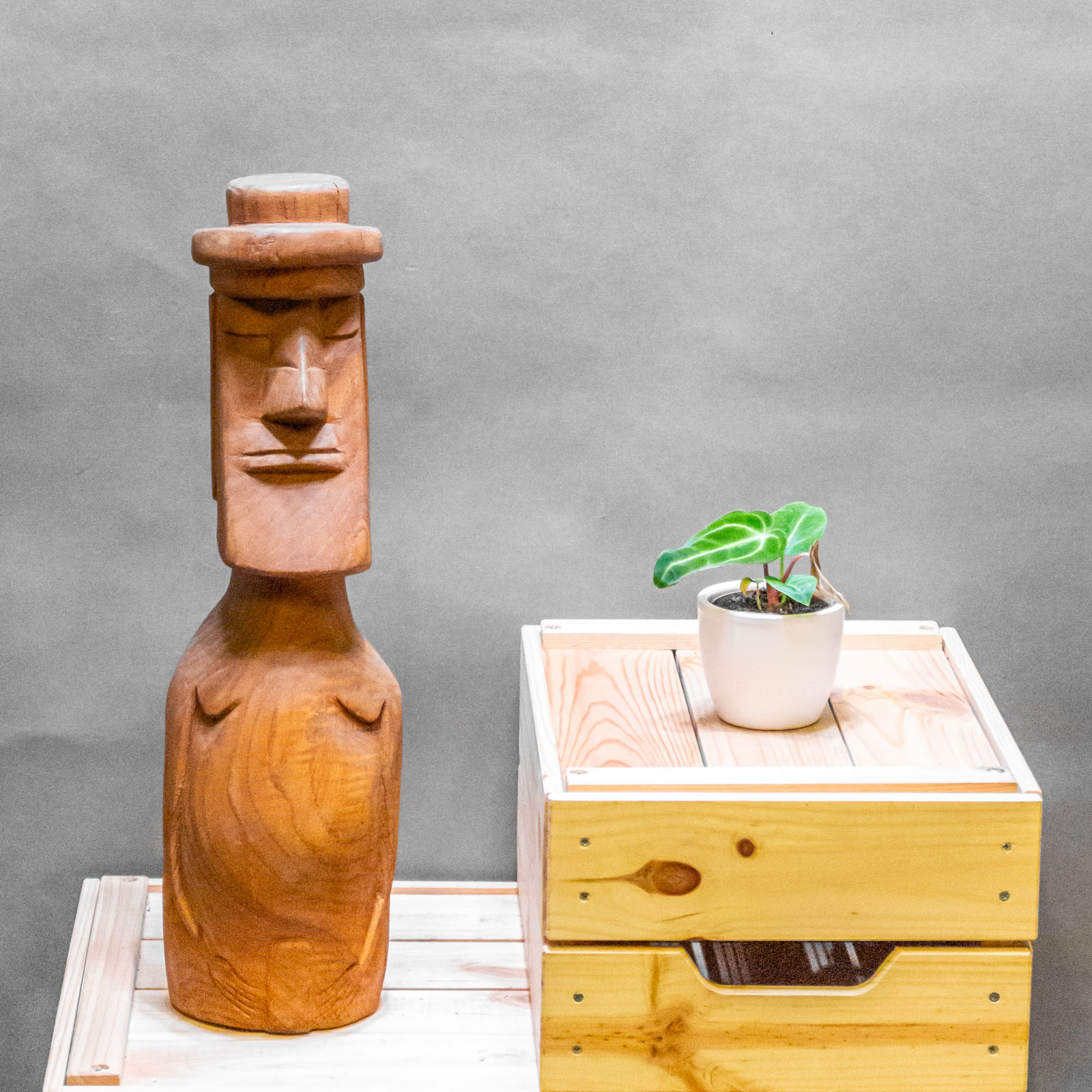 Anthurium Regale 6cm