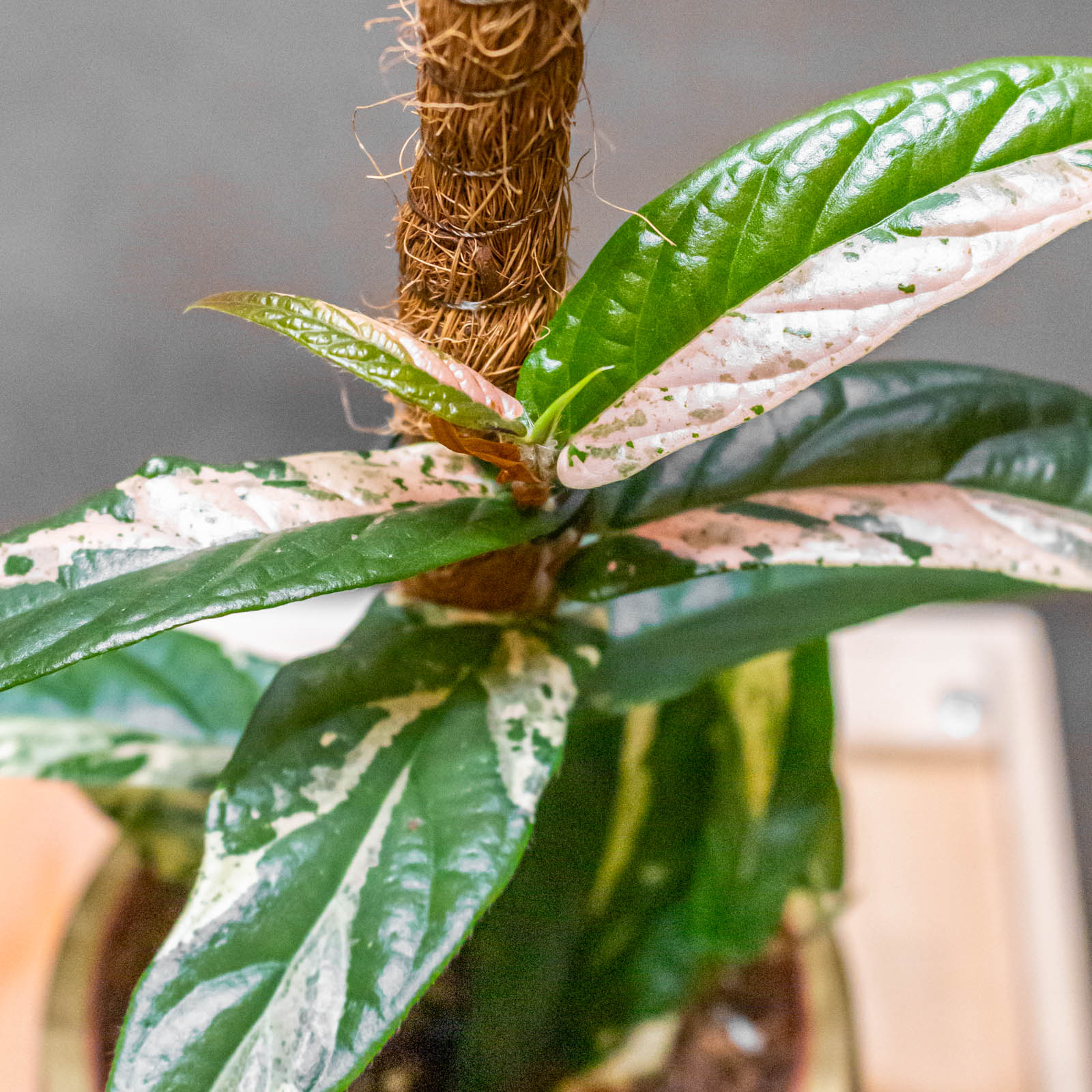 Ficus Sagittata Variegata Pink 9cm