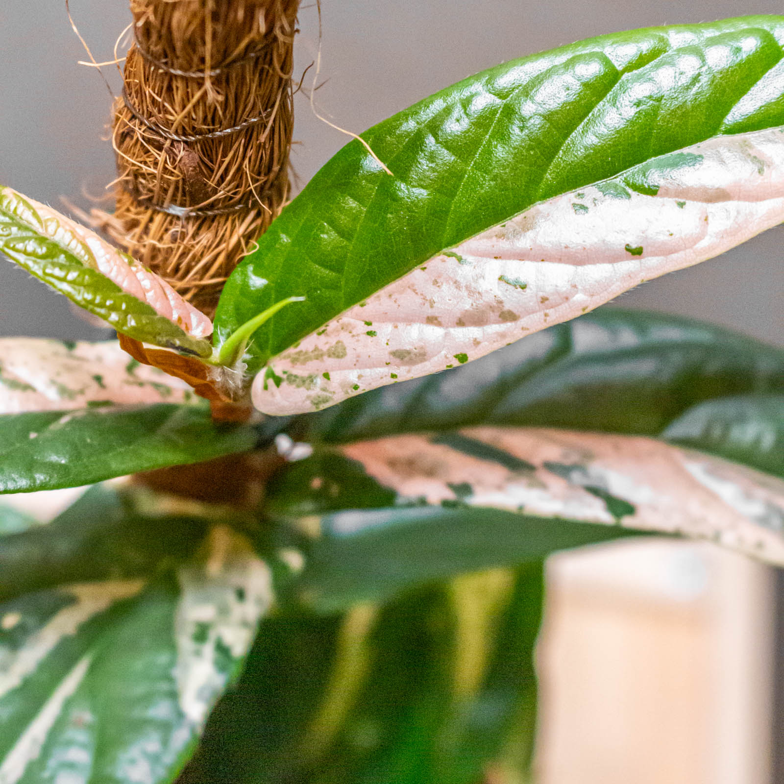 Ficus Sagittata Variegata Pink 9cm