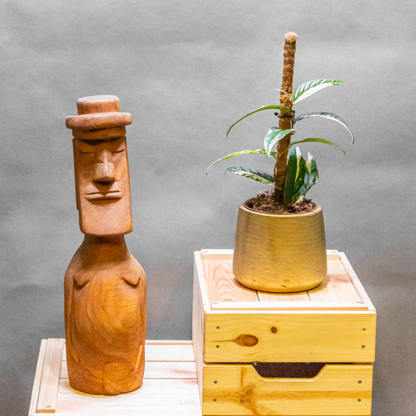 Ficus Sagittata Variegata Pink 9cm