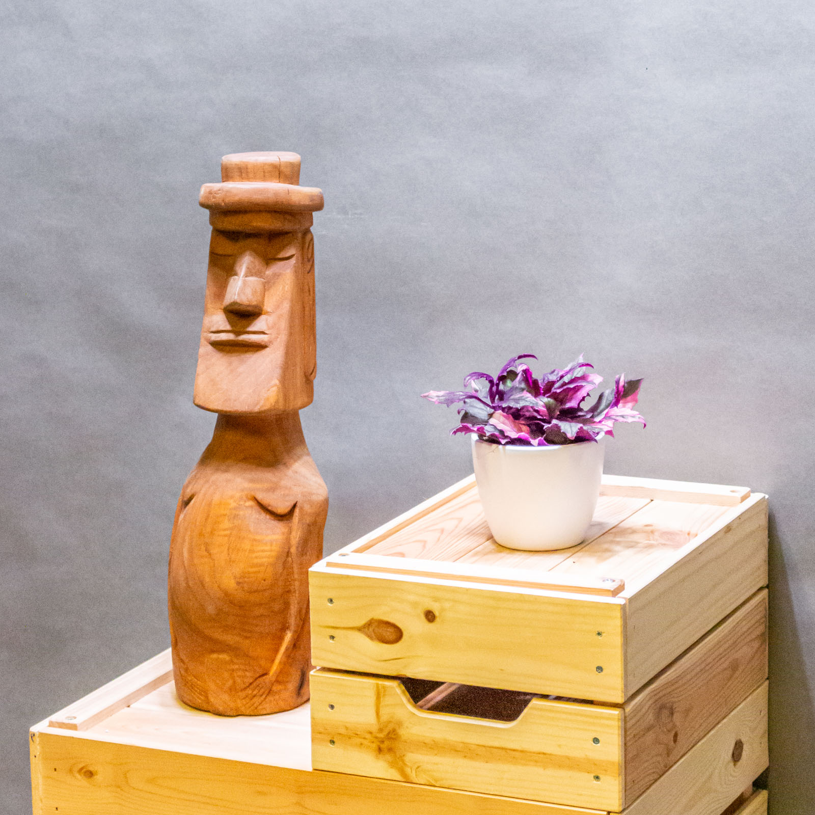 Gynura Variegata 7cm