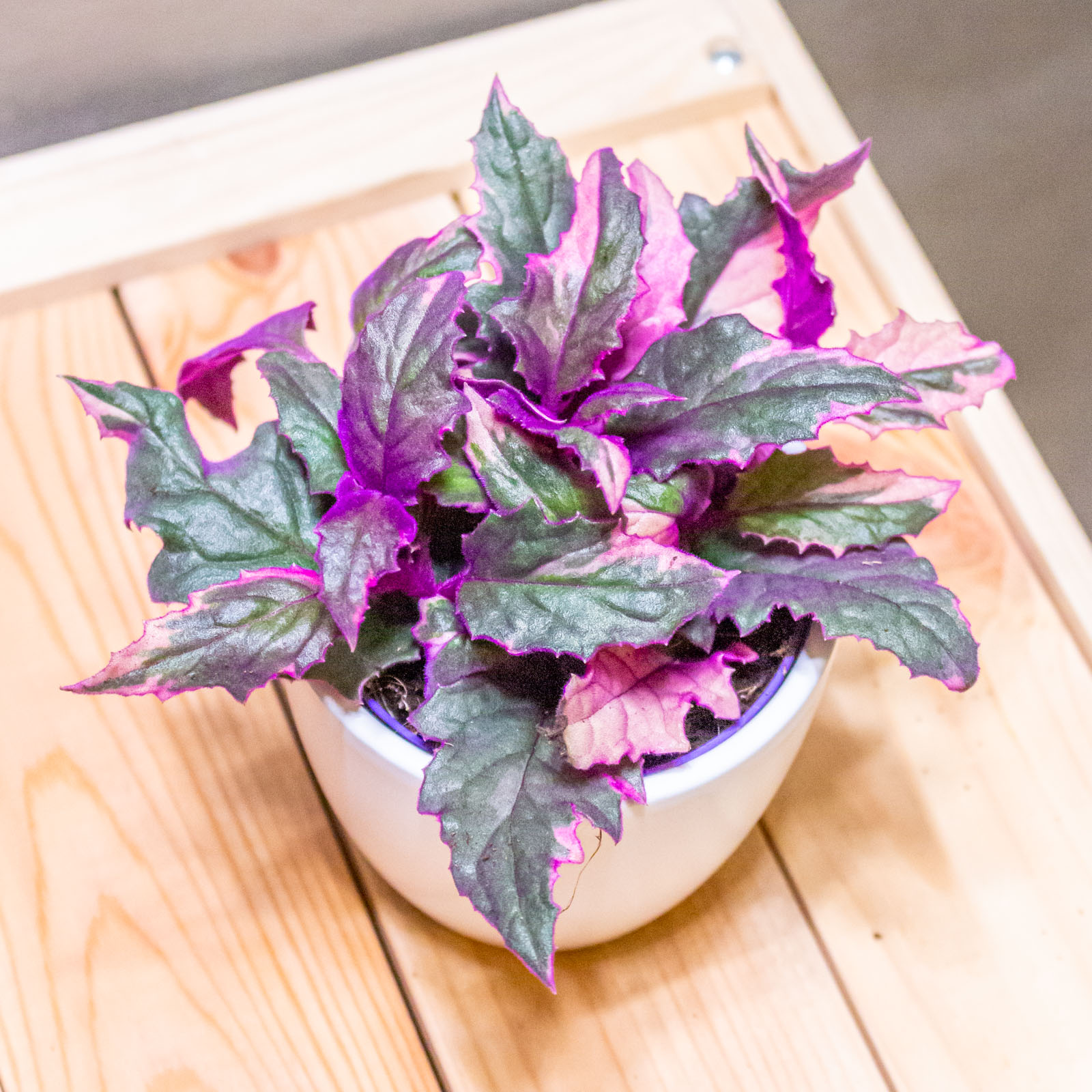 Gynura Variegata 7cm