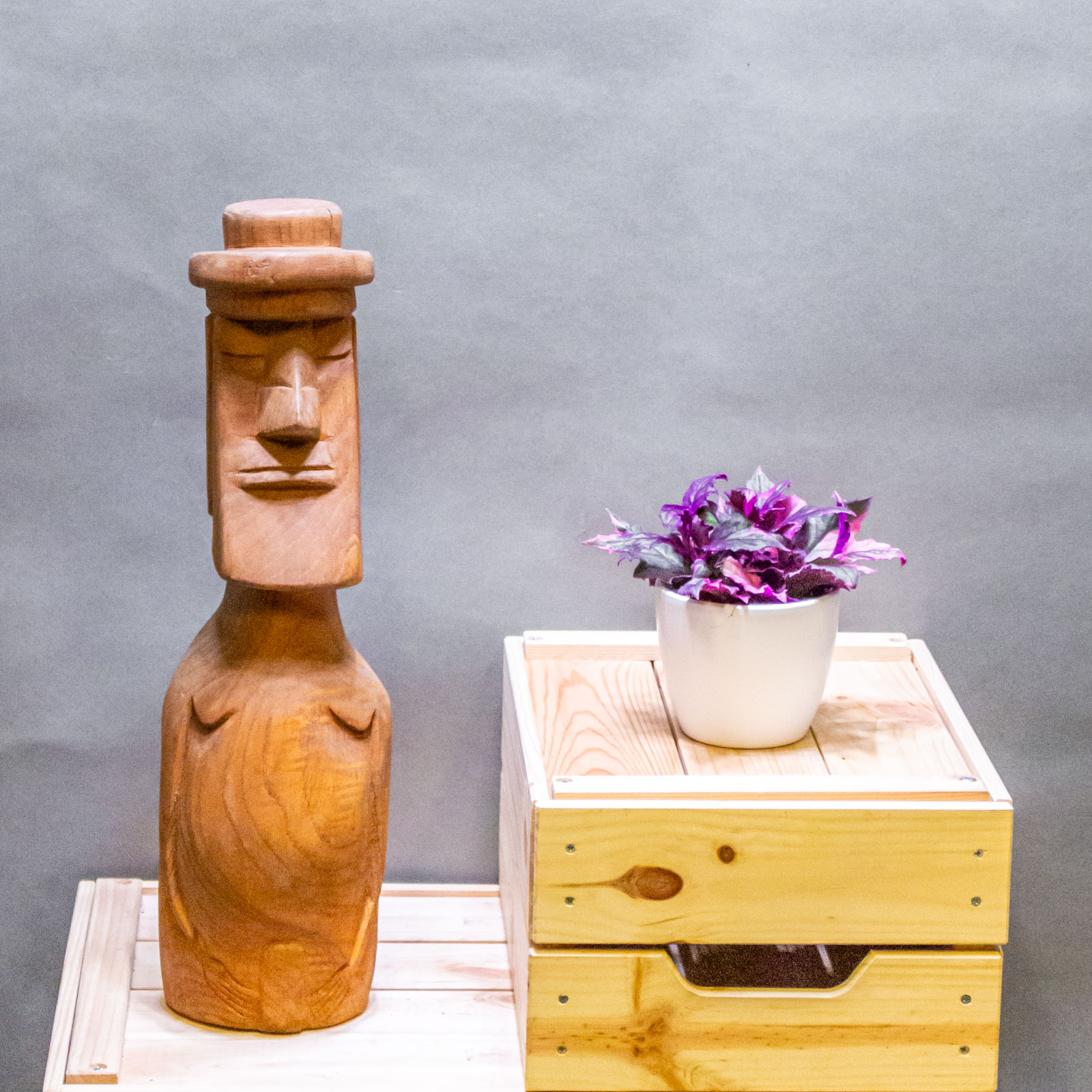 Gynura Variegata 7cm