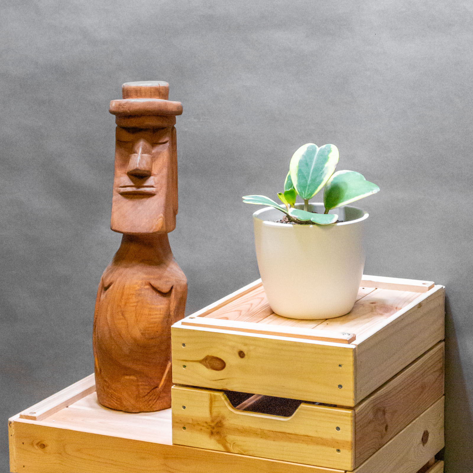 Hoya Kerrii Variegata 12cm