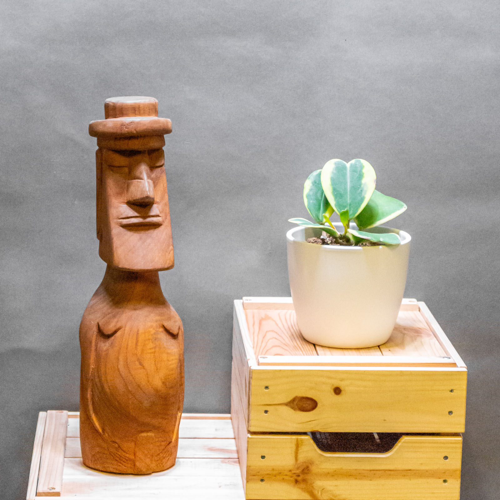 Hoya Kerrii Variegata 12cm