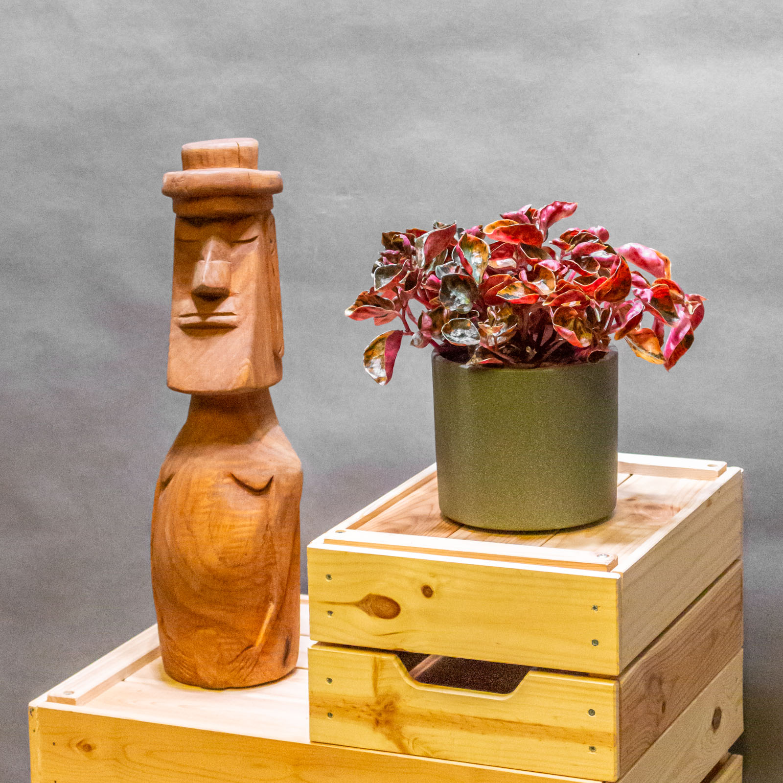 Peperomia Metallica Creme Brulee 12cm