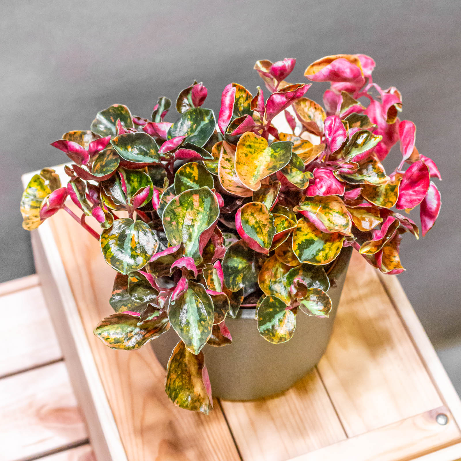 Peperomia Metallica Creme Brulee 12cm