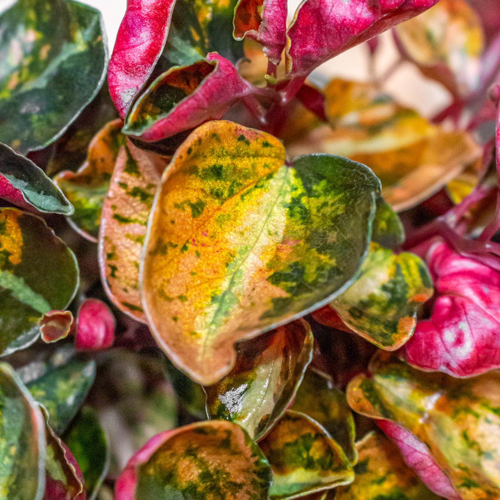 Peperomia Metallica Creme Brulee 12cm