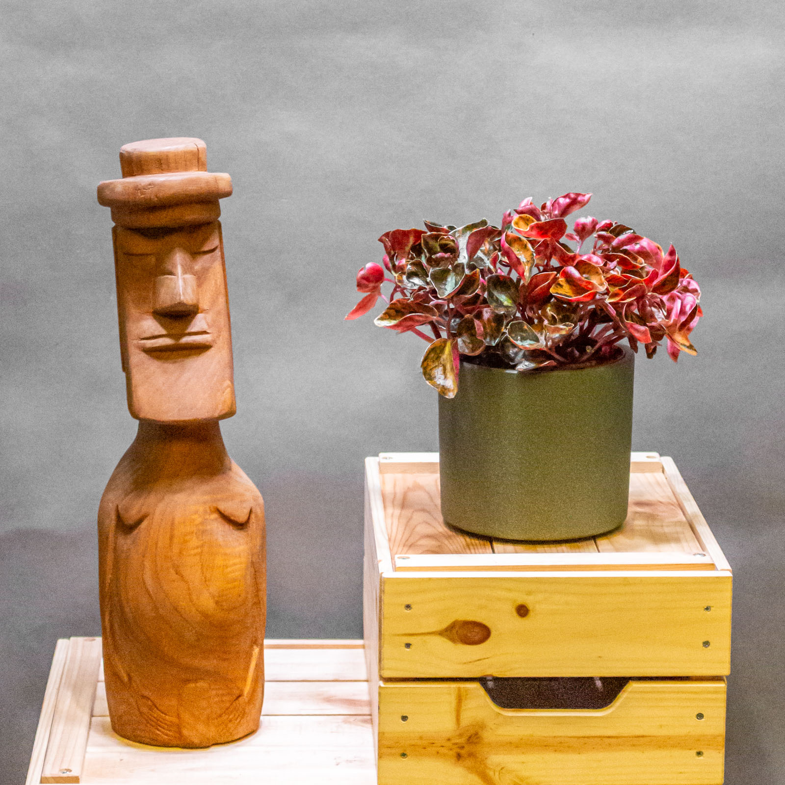 Peperomia Metallica Creme Brulee 12cm