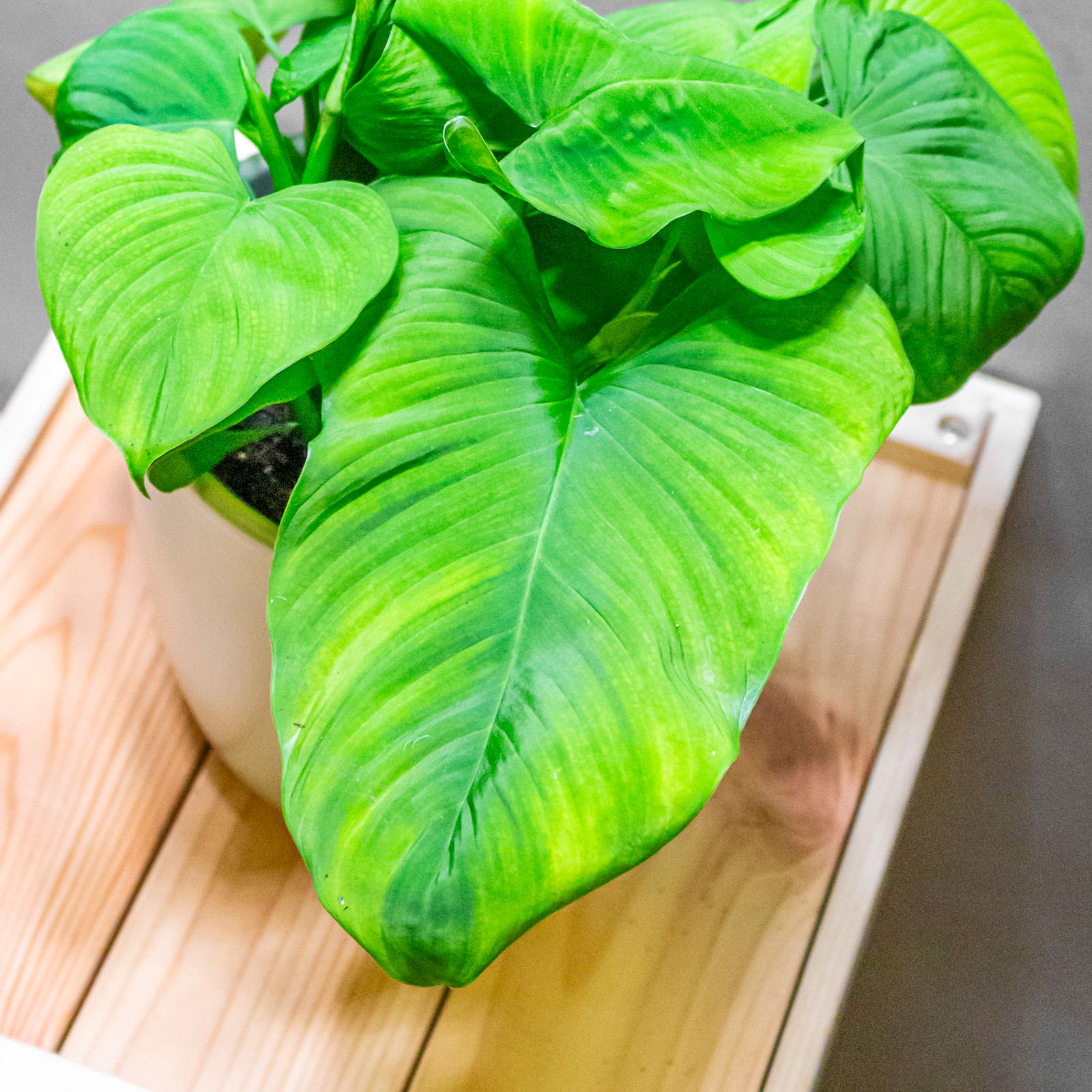 Philodendron Fibraecataphyllum 12cm